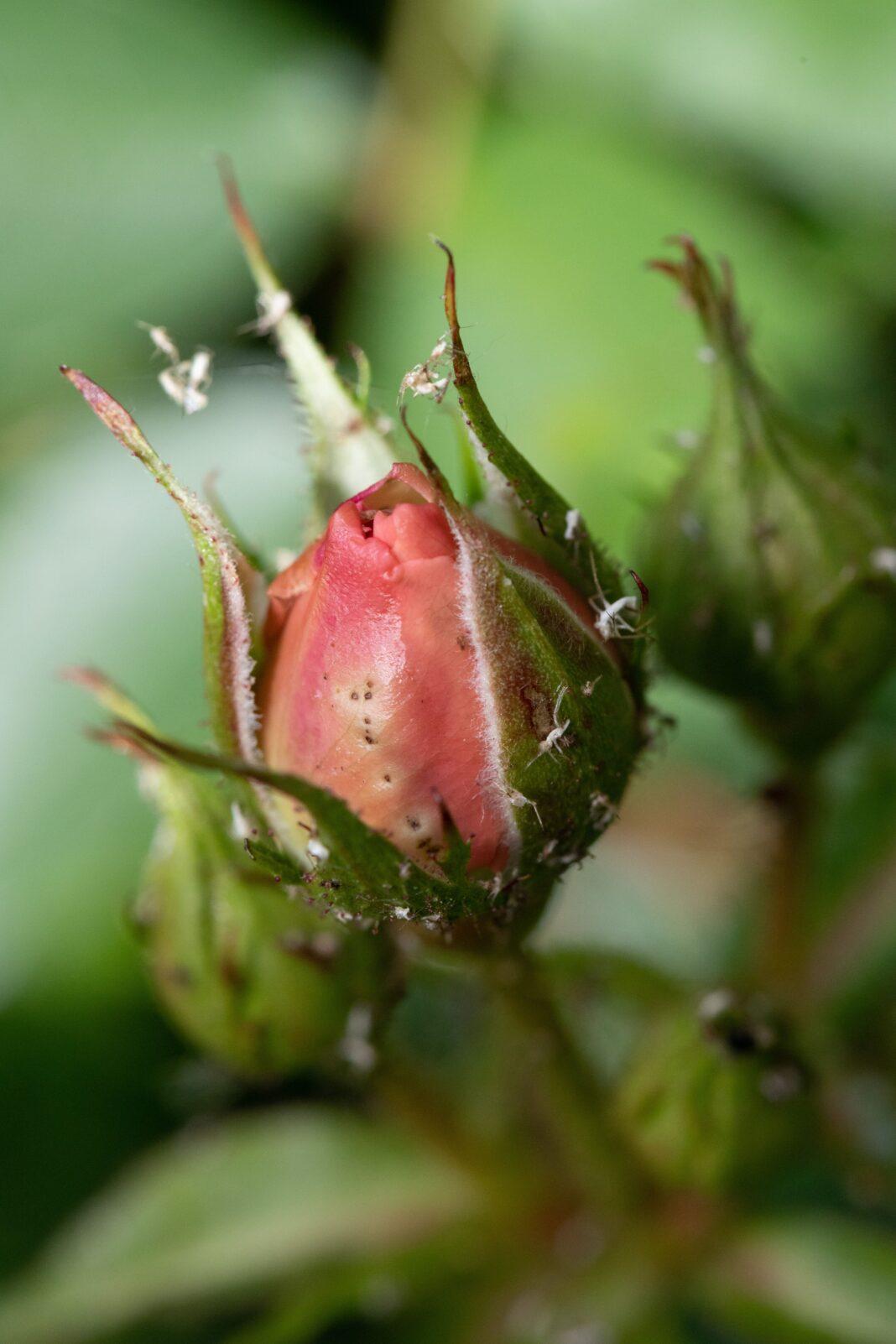Detailed close-up of a rose bud infested with aphids, showcasing nature's complexity.