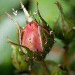 Detailed close-up of a rose bud infested with aphids, showcasing nature's complexity.