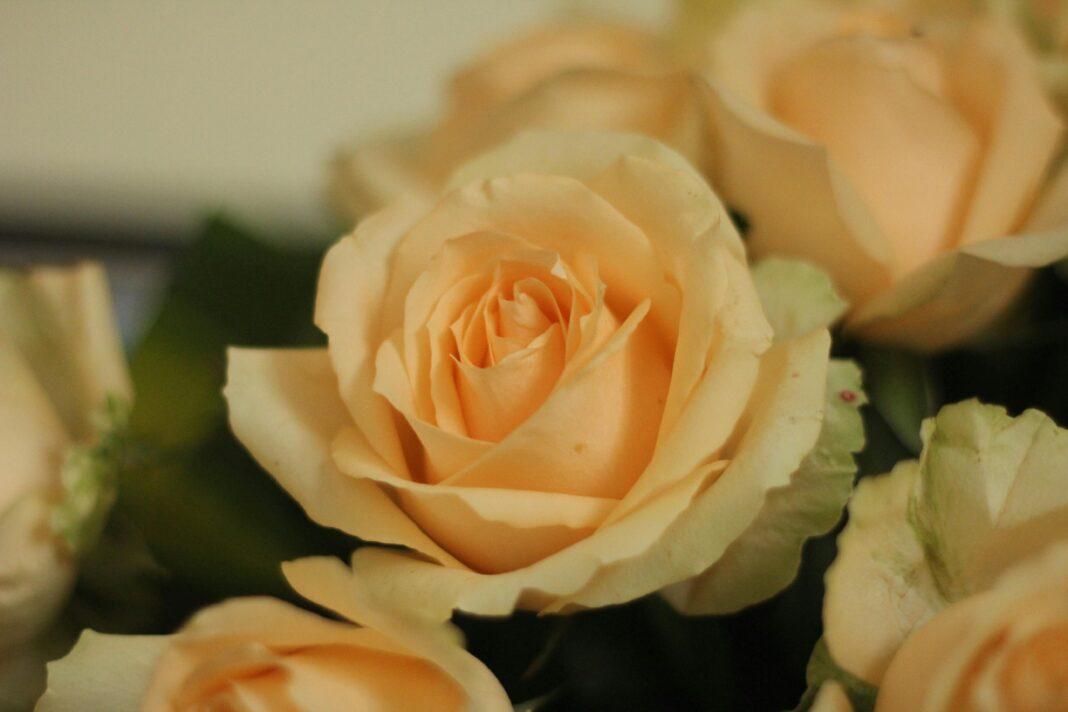 Beautiful peach colored roses captured in a close-up, showcasing delicate petals.
