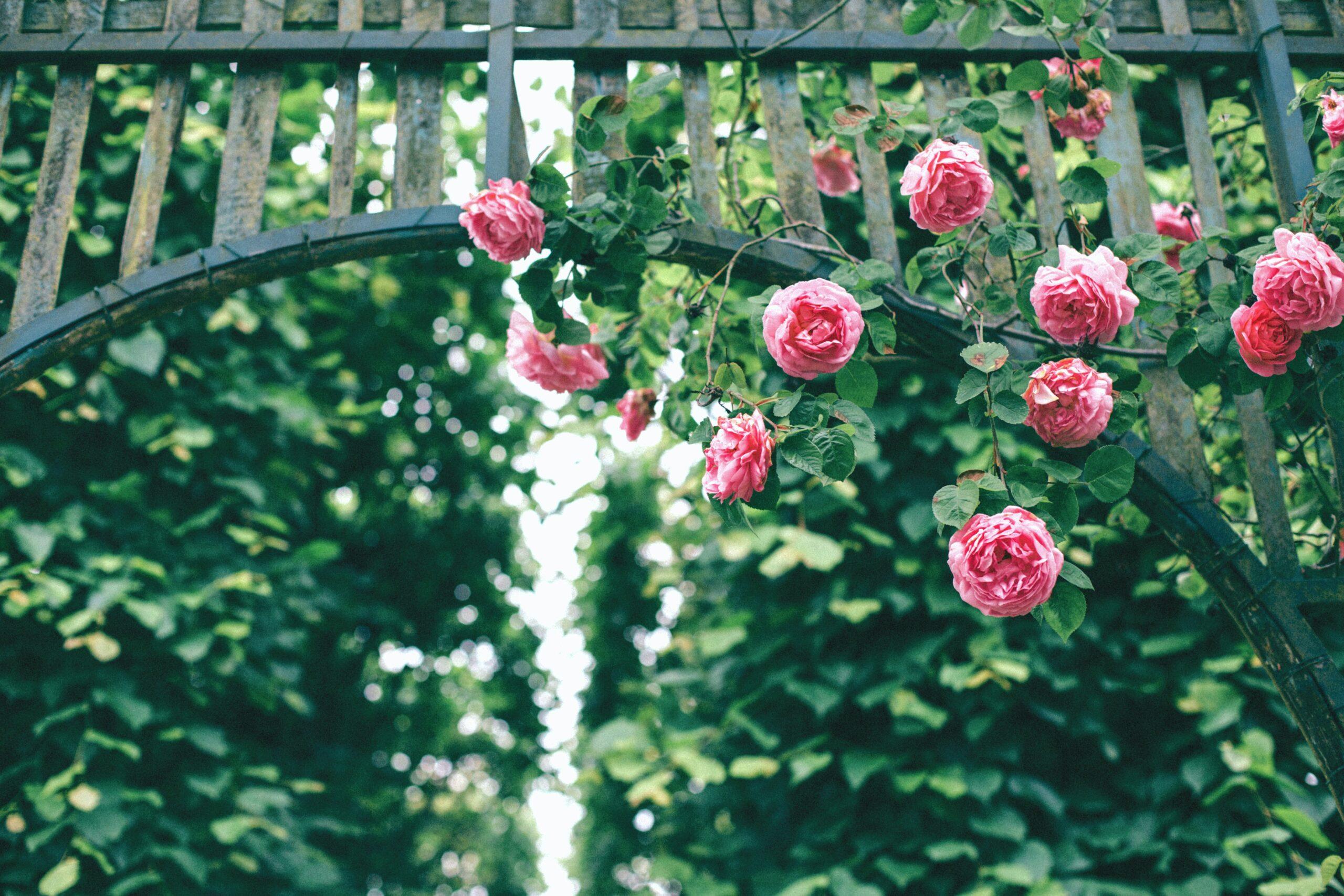 Au printemps, le rosier repart en fanfare