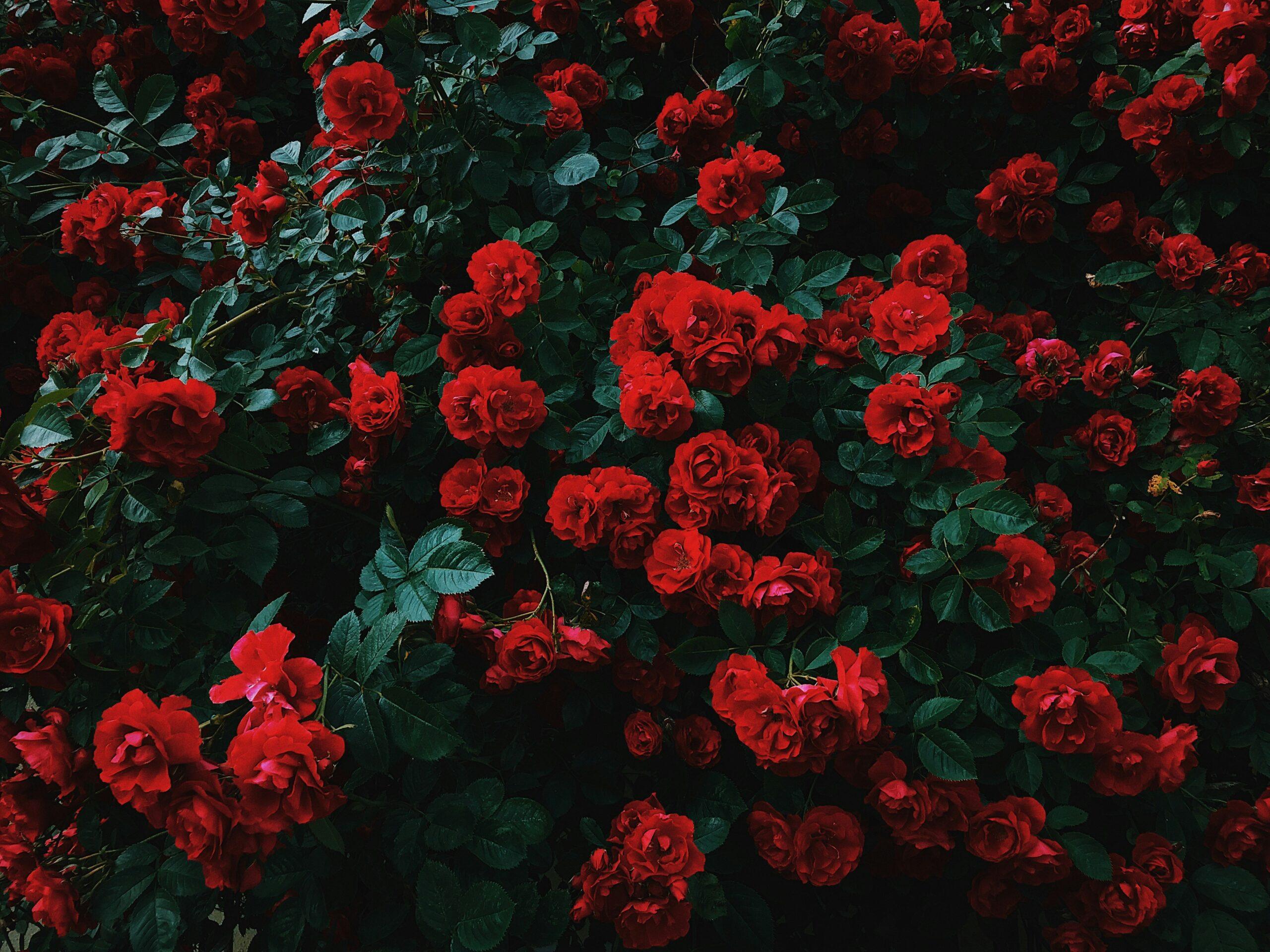 Tailler les rosiers sans les vexer : le bon geste, au bon moment