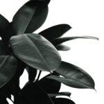 Ficus elastica soins en interieur variétés description habitat complet Black and white close-up of rubber plant leaves showcasing texture and pattern.