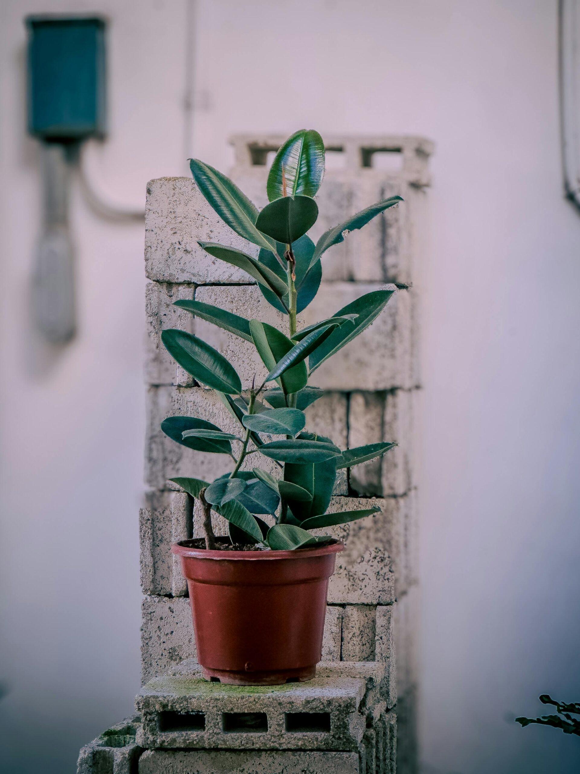 Ficus elastica : l’arbre-caoutchouc d’intérieur, beau comme un décor de bureau