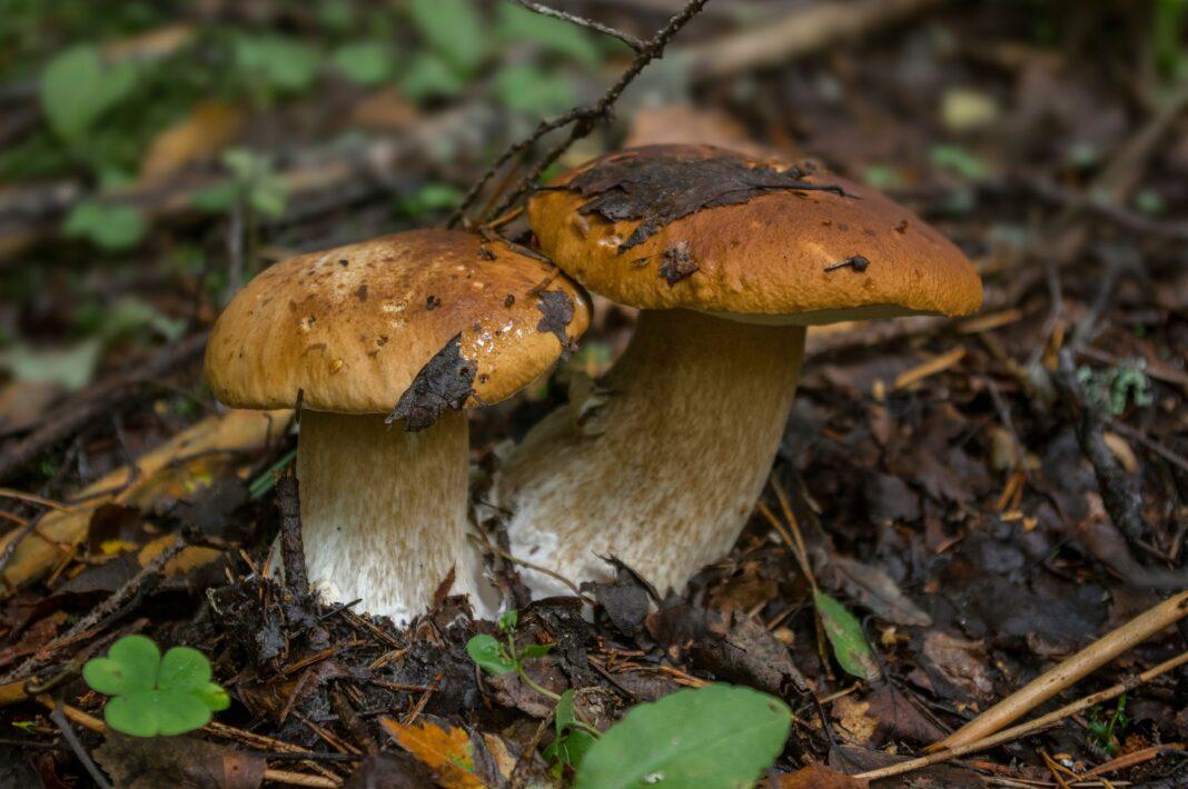 Close-up of two porcini mushrooms in a leafy forest setting in Russia.