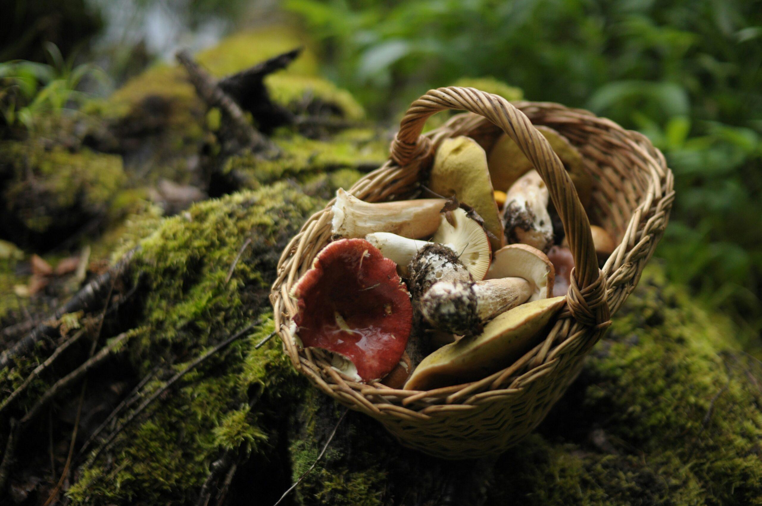 Champignons de sous-bois : les bons réflexes pour les reconnaître sans se planter