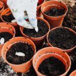 Que semer en février legumes et fleurs conseils de plantation A gloved hand planting seeds in multiple pots with fresh soil.