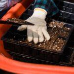 Semis en janvier que semer et quelles fleurs planter pour une récolte plus precoce A close-up of a gardener wearing gloves planting seeds in soil trays.