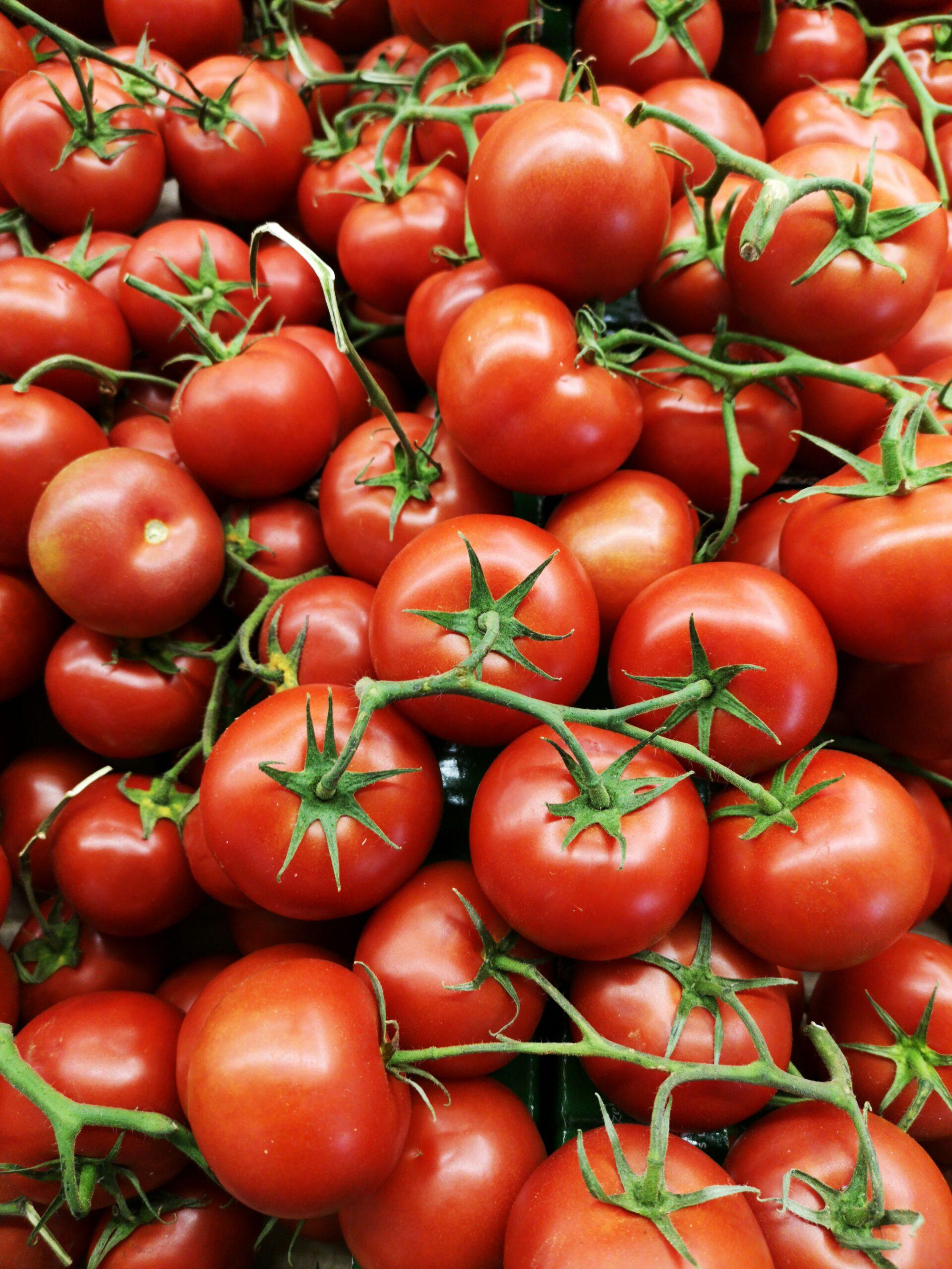 Graines en ligne, tomates en bataille rangée