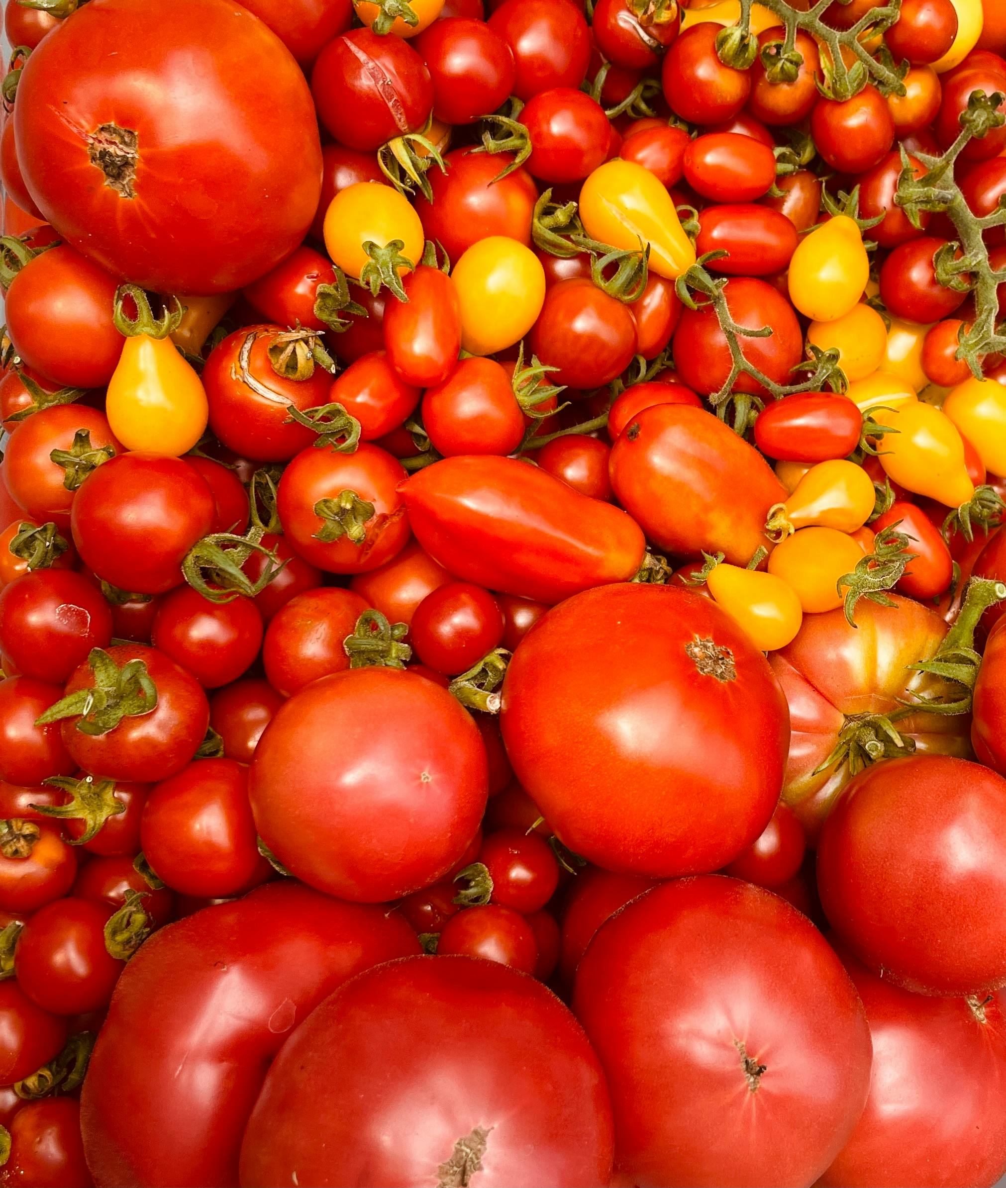 Tomates sans pépins : semer direct, sans passer par la case salon