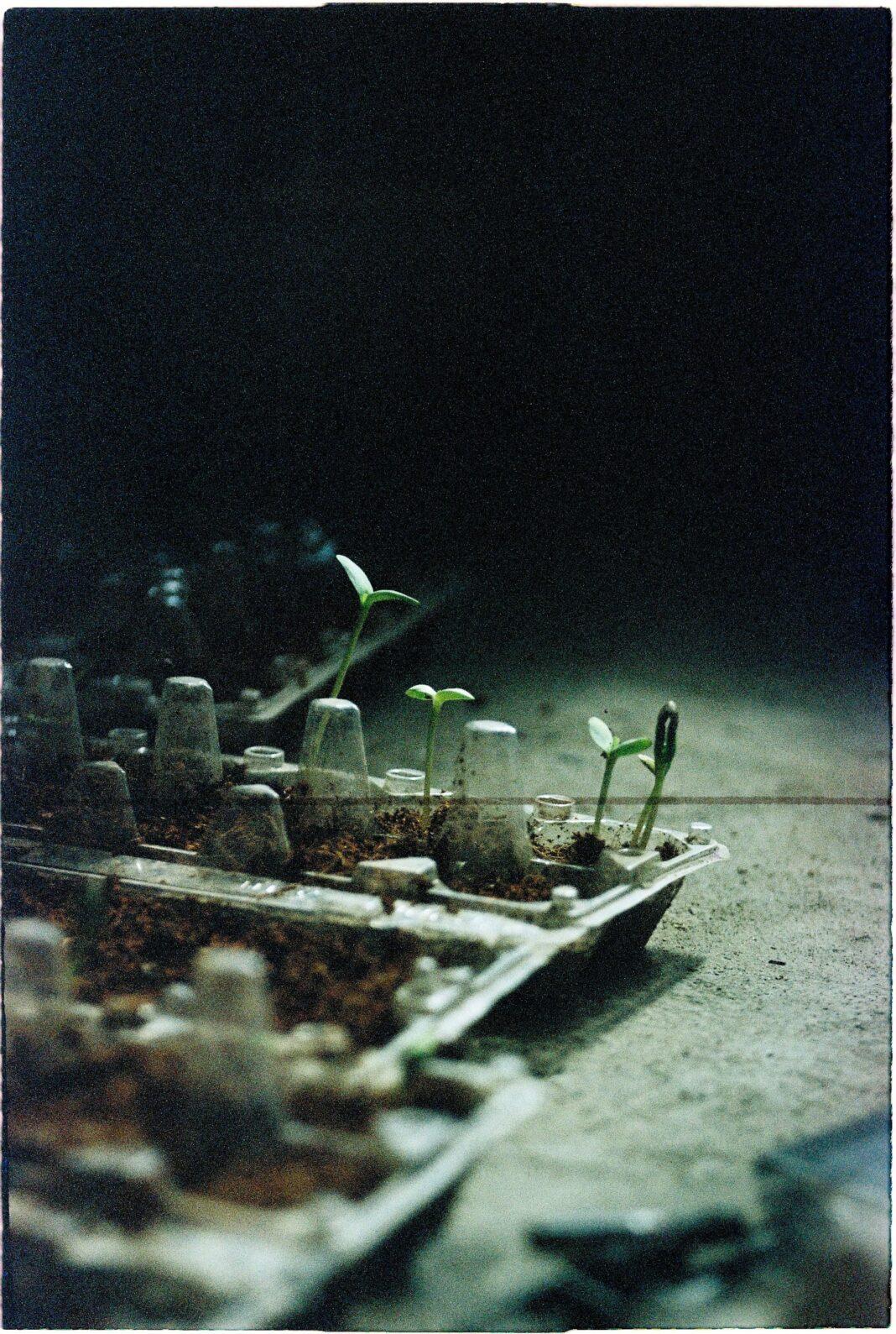 Close-up of seedlings sprouting in a recycled egg carton with a moody atmosphere.