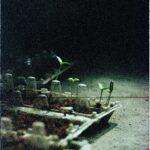 Semis qui sEtirent et tombent causes et solutions pour des plants solides Close-up of seedlings sprouting in a recycled egg carton with a moody atmosphere.