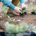 Semis en avril quoi planter légumes et fleurs à repiquer en mai-juin Crop unrecognizable horticulturist standing on knee and holding container while planting verdant sprouts