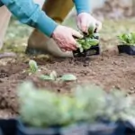 Crop unrecognizable horticulturist standing on knee and holding container while planting verdant sprouts
