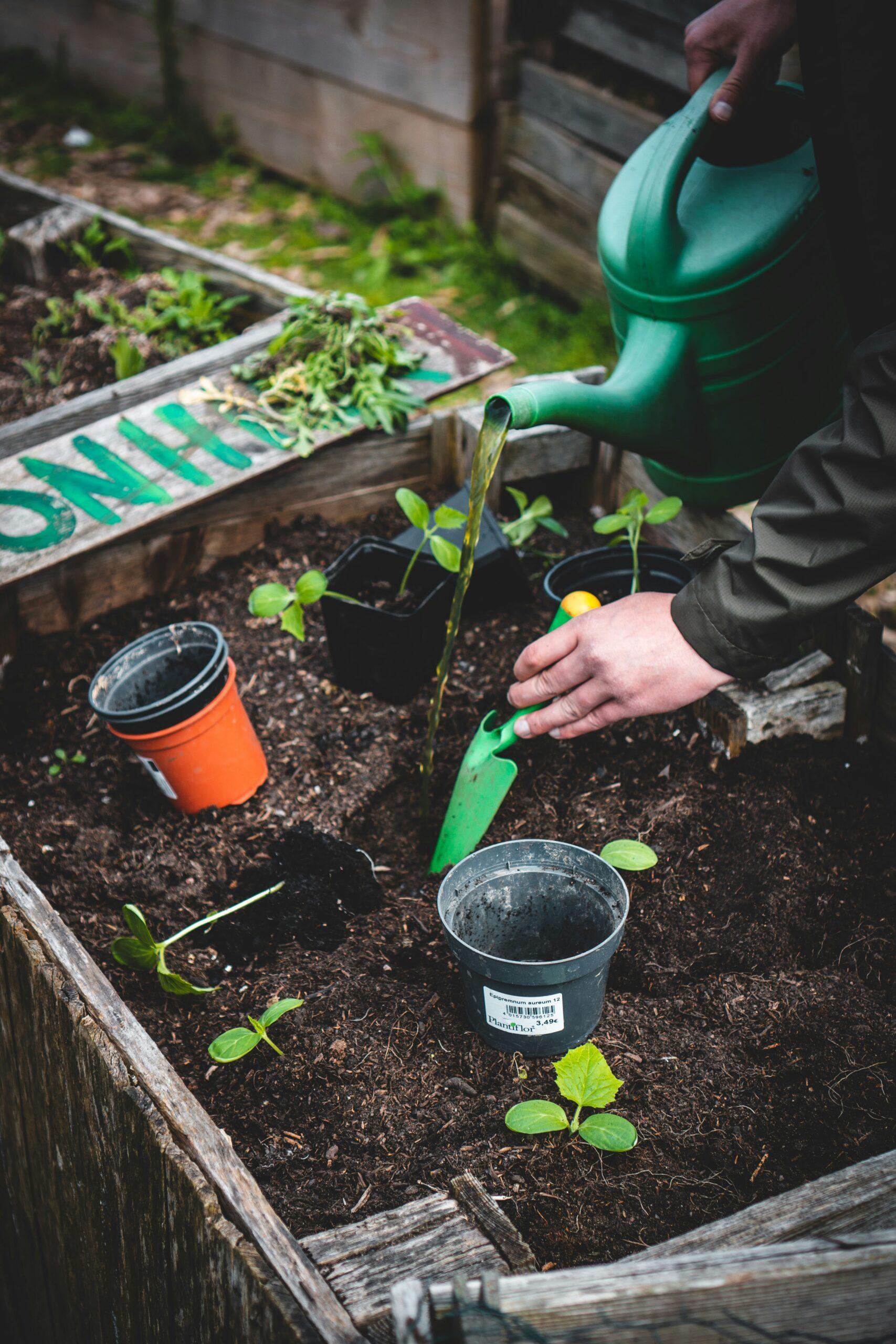 Avril au chaud,le potager prend de l’avance