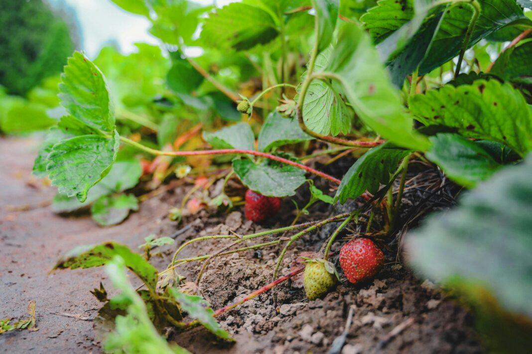 Close-up view of ripe strawberries on plants in a garden during summer.