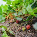 Maladies du fraisier Prevention Traitements et Symptomes Illustres Close-up view of ripe strawberries on plants in a garden during summer.