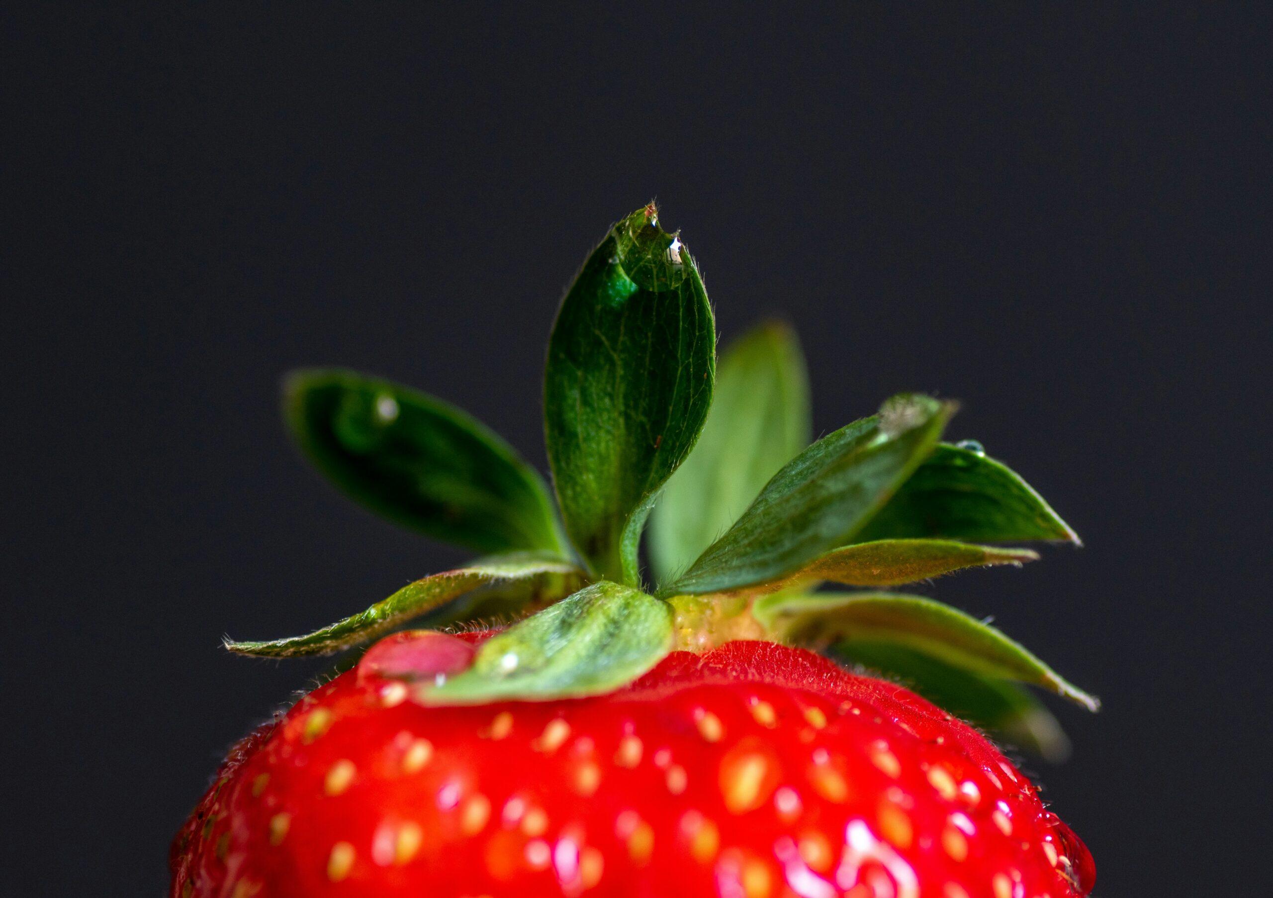 Les fraisiers sous surveillance : reconnaître les maladies sans se planter