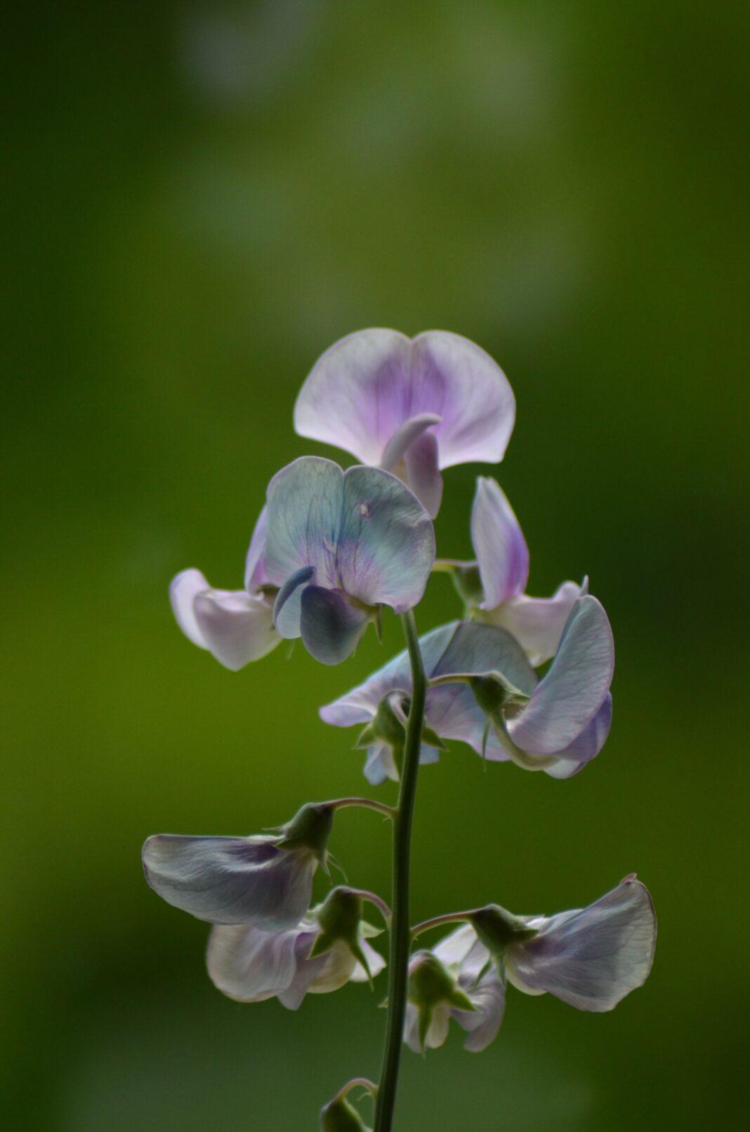 A delicate sweet pea flower in bloom with a soft green background, highlighting its elegance.