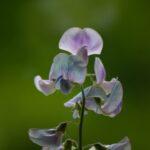 A delicate sweet pea flower in bloom with a soft green background, highlighting its elegance.