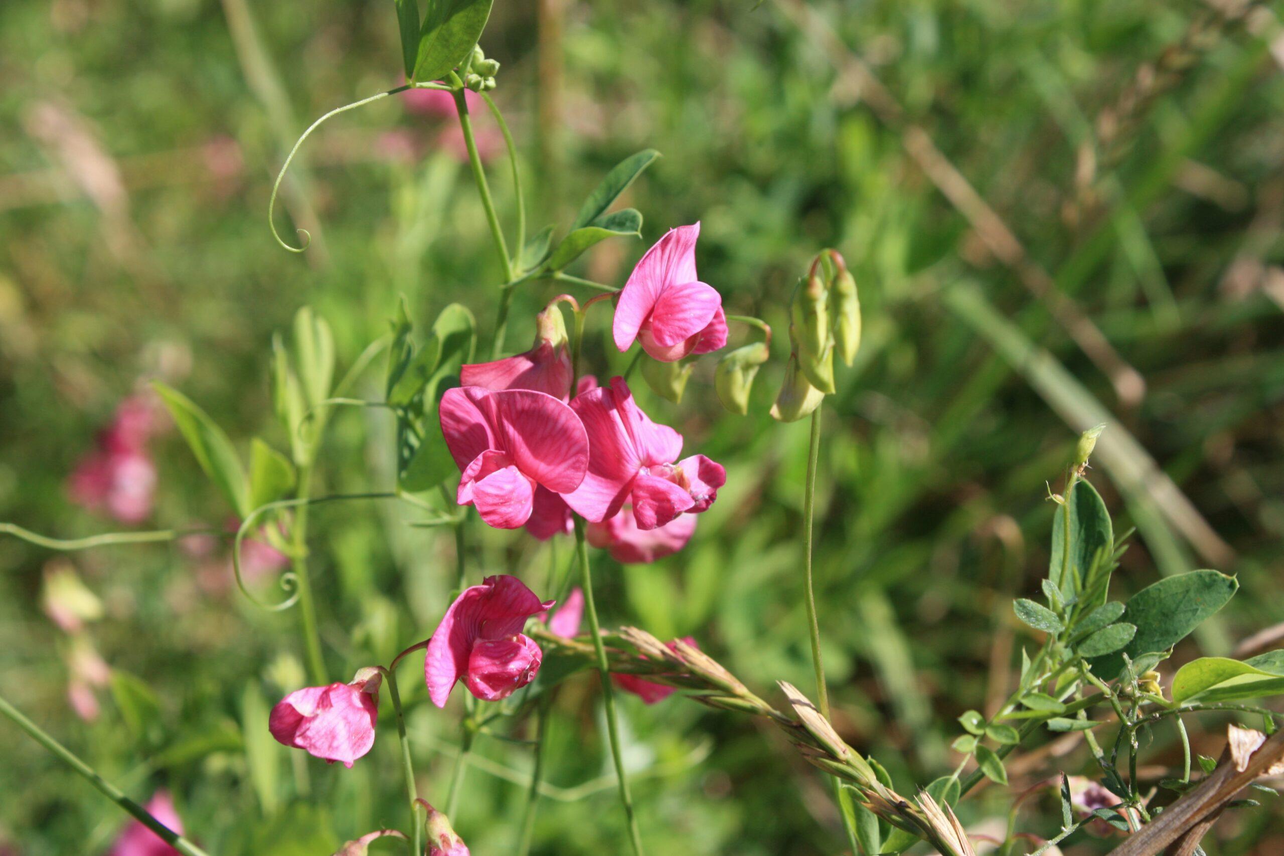 Graines de catégories, floraisons bien rangées