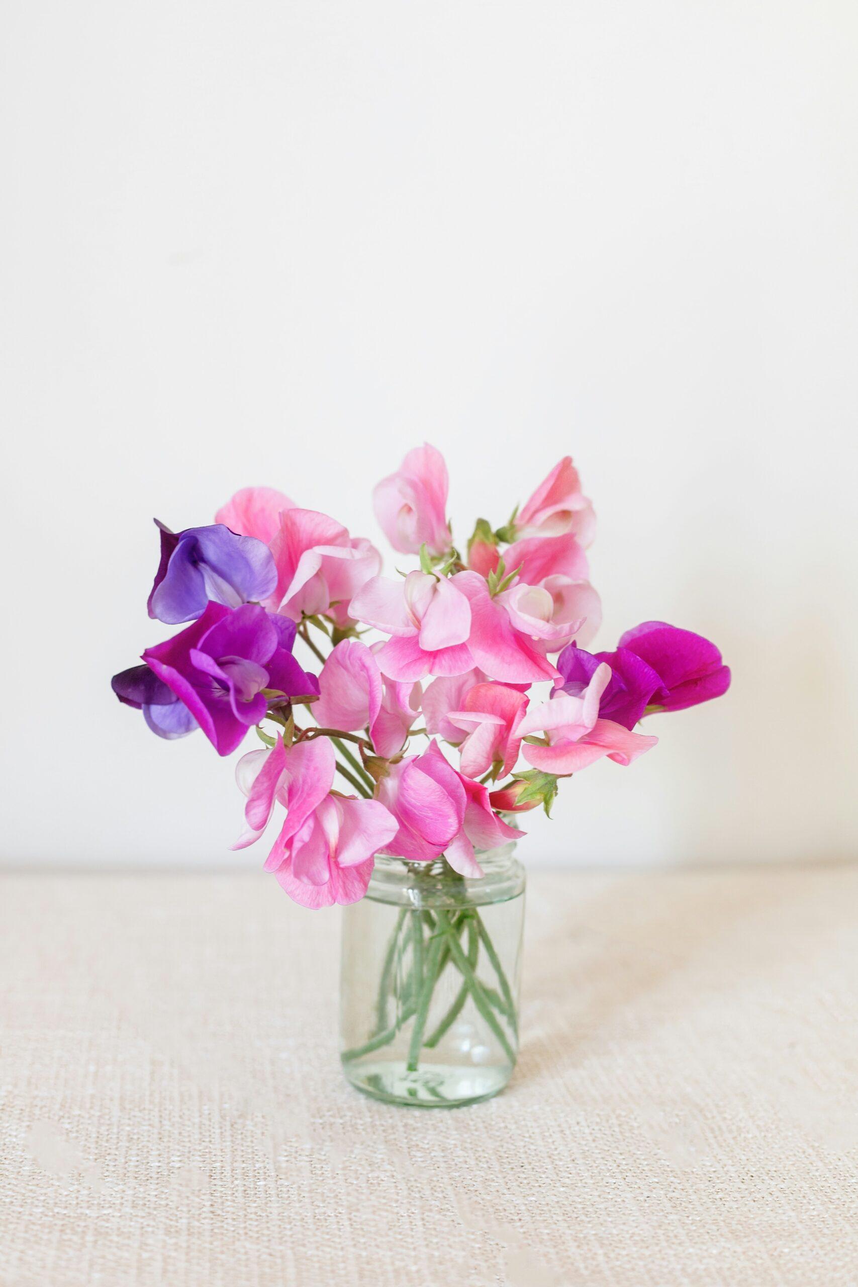 Pois de senteur : des fleurs grimpantes,parfumées et faciles à réussir,même si vous débutez