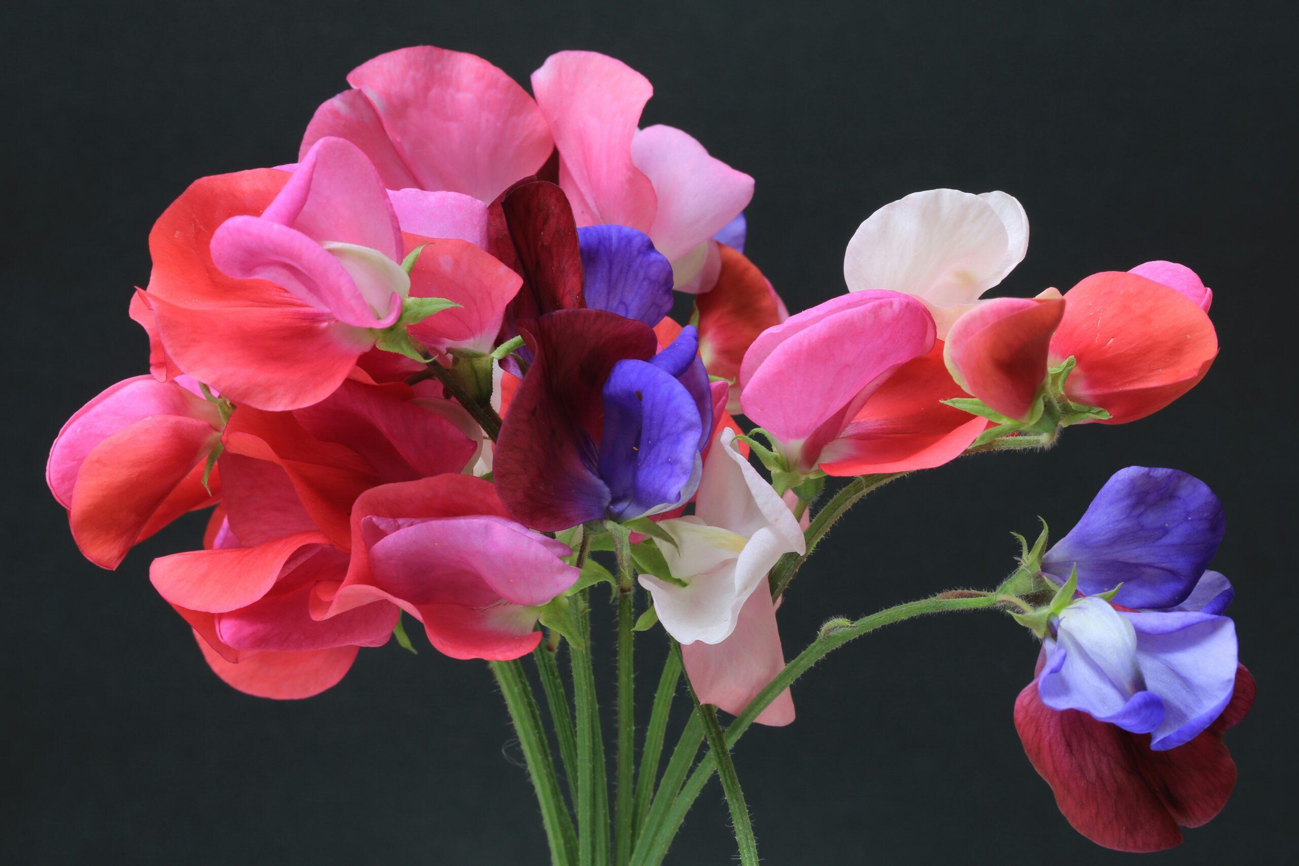 Une fleur qui joue les acrobates