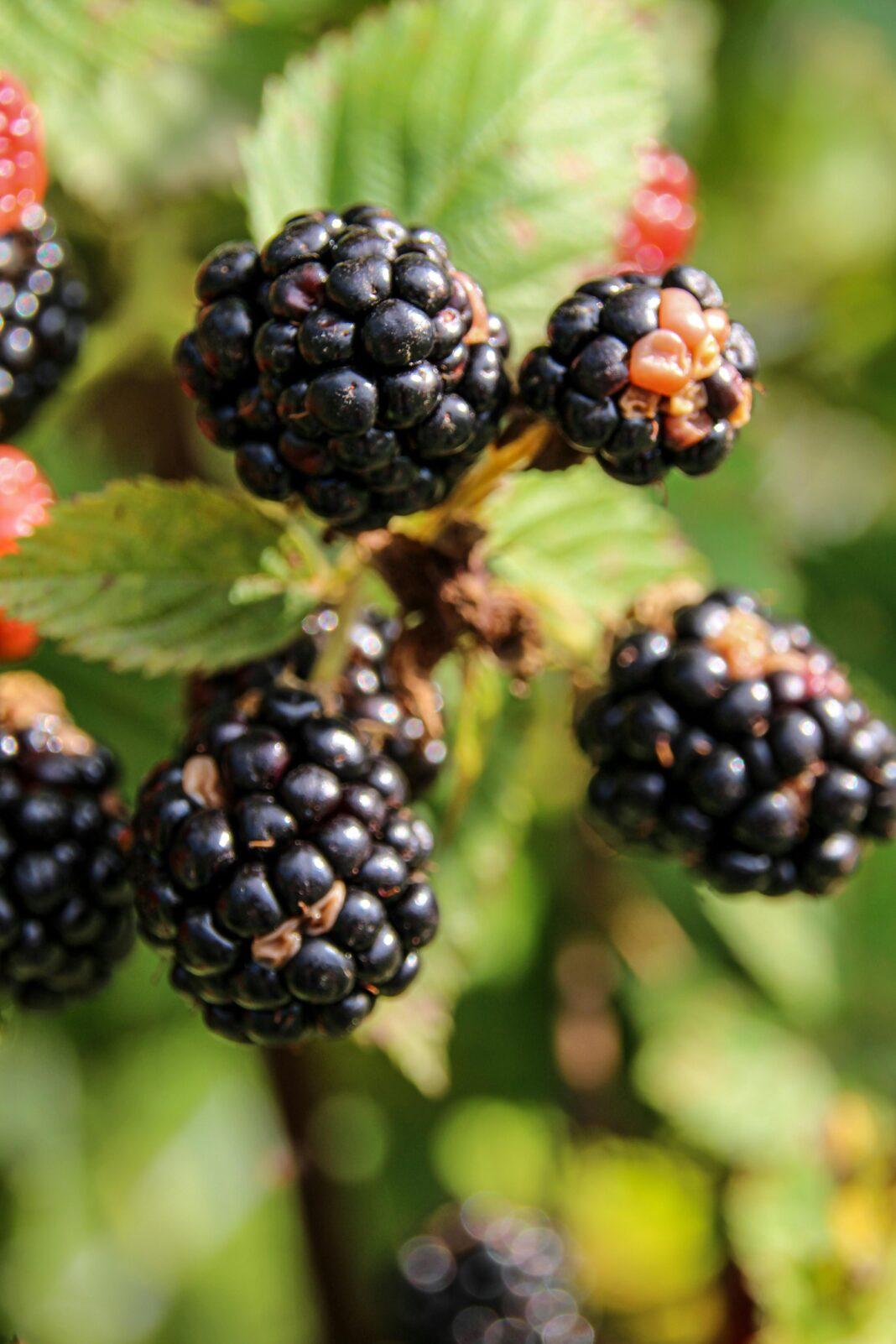 Fresh ripe blackberries clustered on a bush with green leaves in a natural setting.