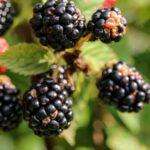 Mures hybrides sans epines planter et cultiver des baies abondantes au jardin Fresh ripe blackberries clustered on a bush with green leaves in a natural setting.