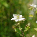 Planter et cultiver les mûres au jardin sans épines toutes les variétés Detailed close-up of a blooming thornless blackberry flower with a blurred green background.