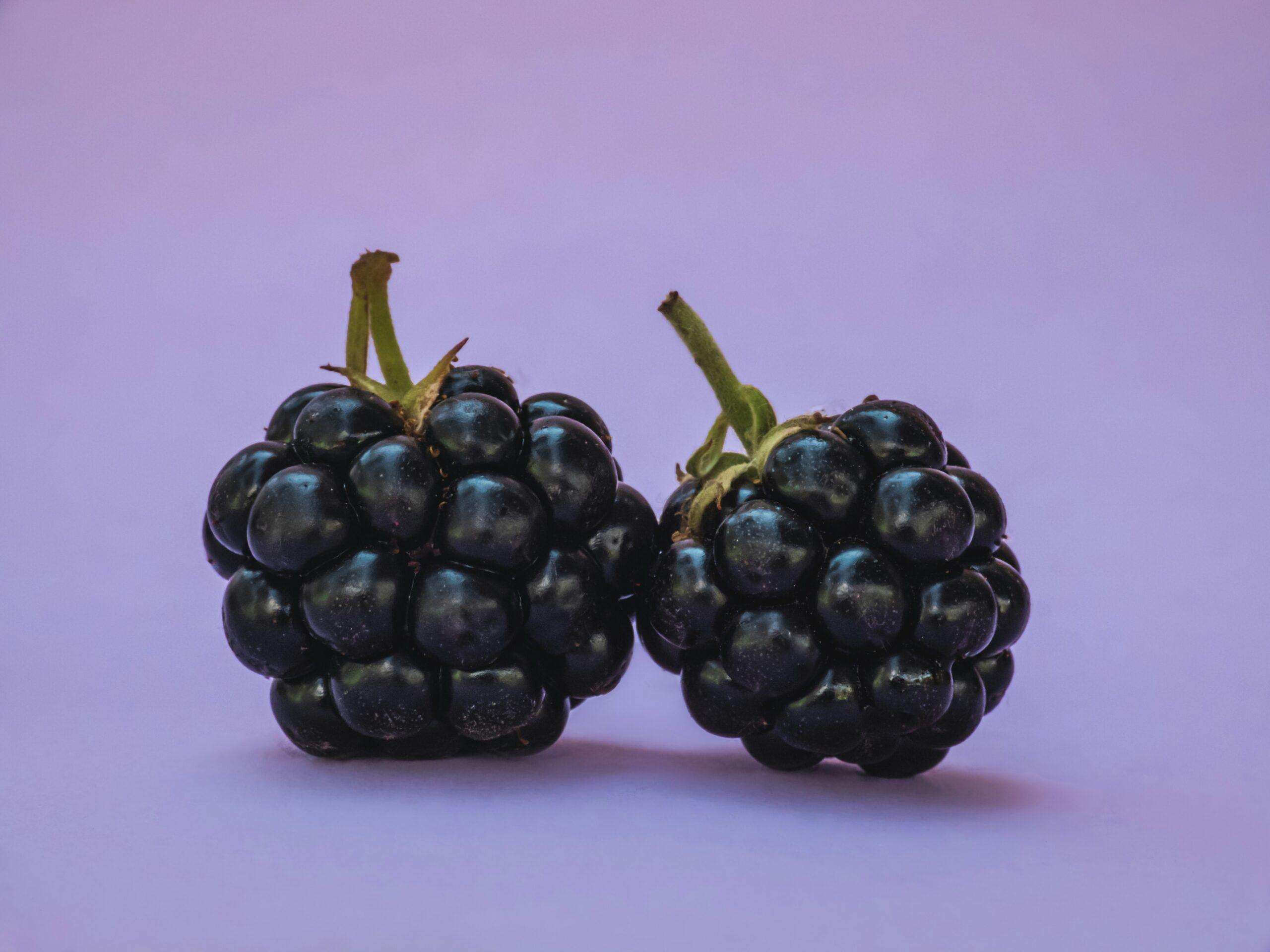 Des ronces, des cultivars et un peu de tri dans les idées
