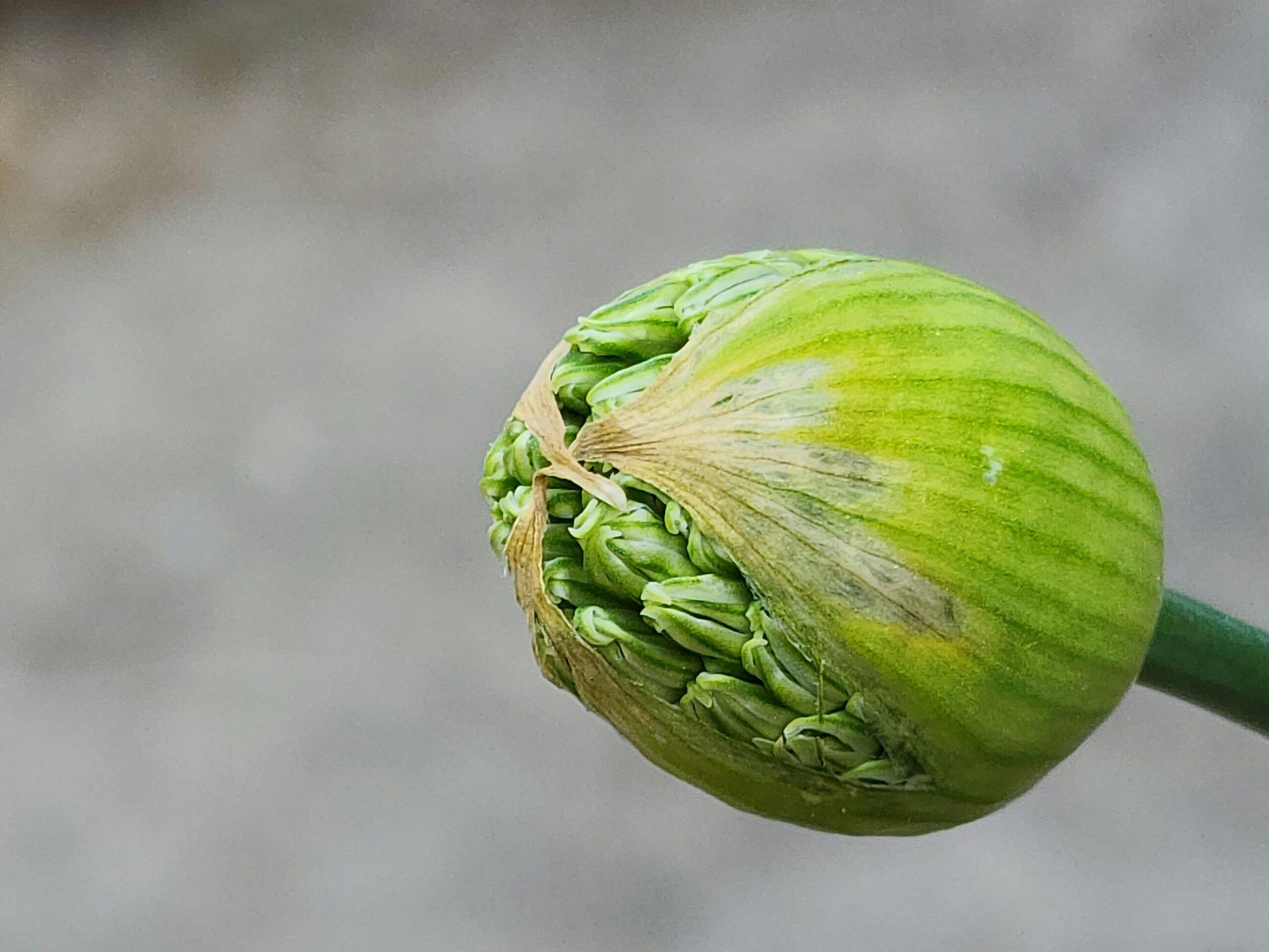 Graines de patience, floraison de générosité