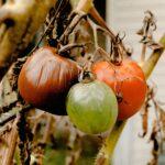 Phytophthora de la tomate comment prevenir traiter et sauver la culture en serre A close-up of ripe and unripe tomatoes hanging on a withered vine outdoors.
