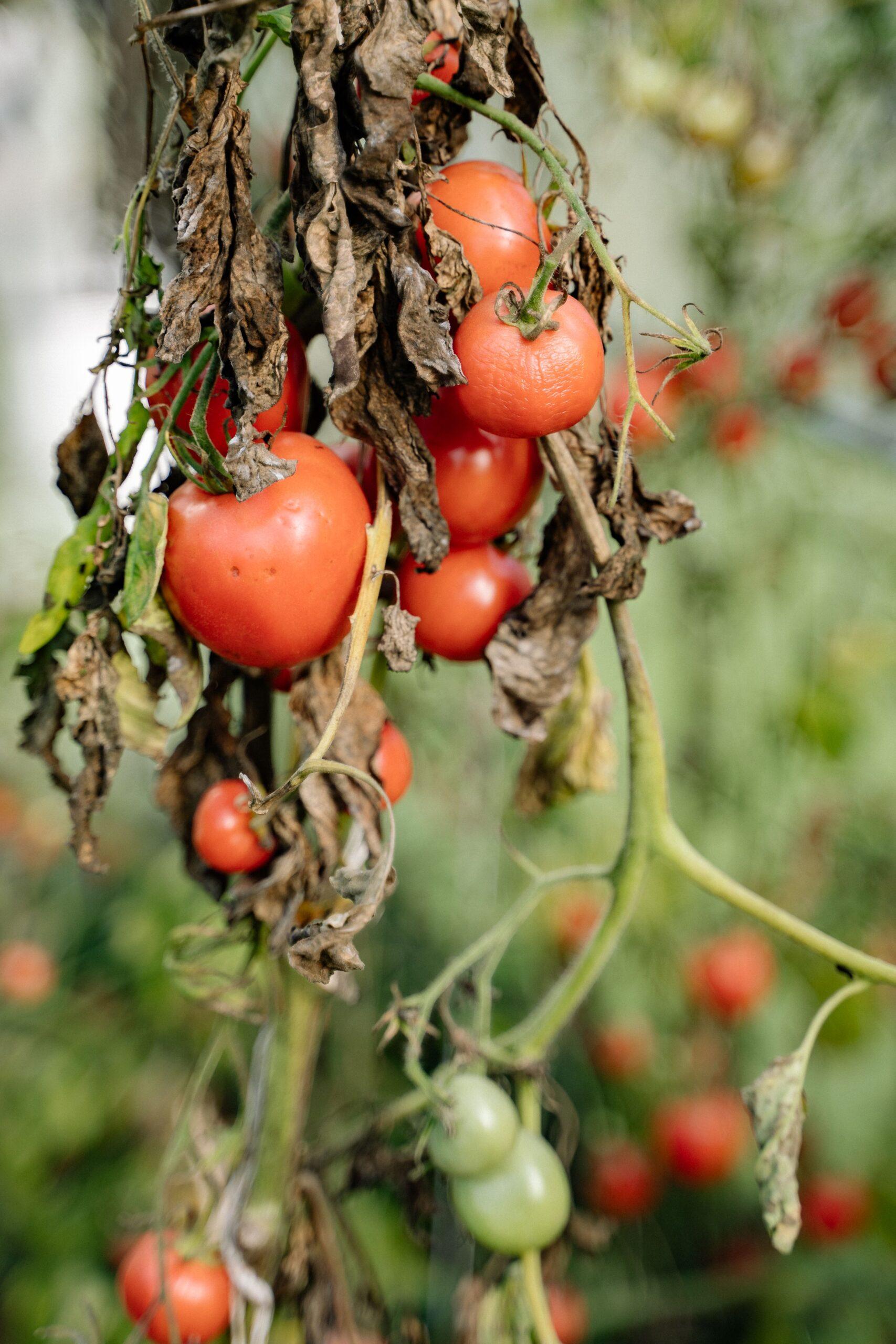 feuilles tachetées, fruits marqués : quand la tomate tire la sonnette d’alarme
