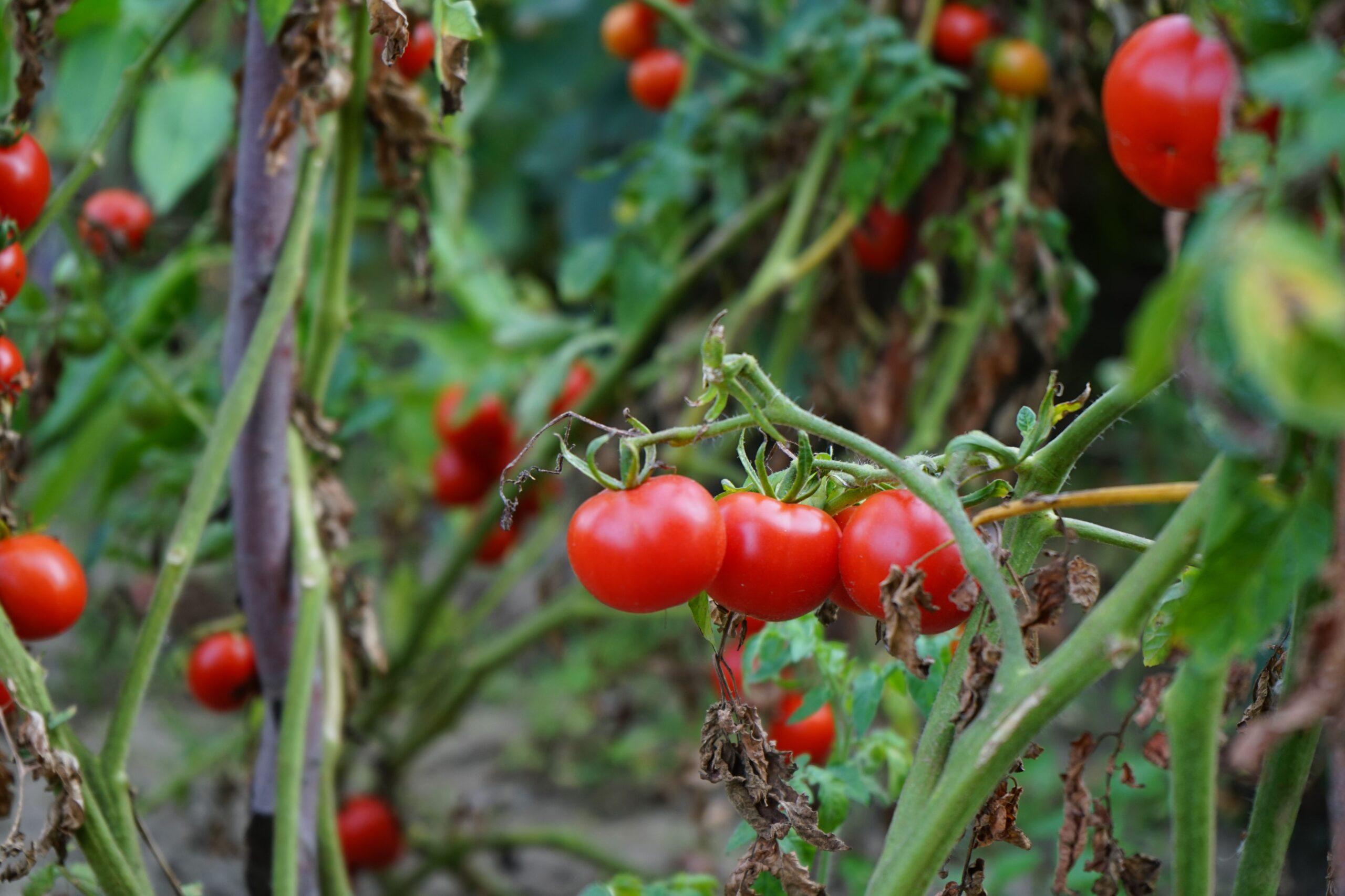 Tomates sous surveillance : éviter le phytophthora sans compliquer le potager