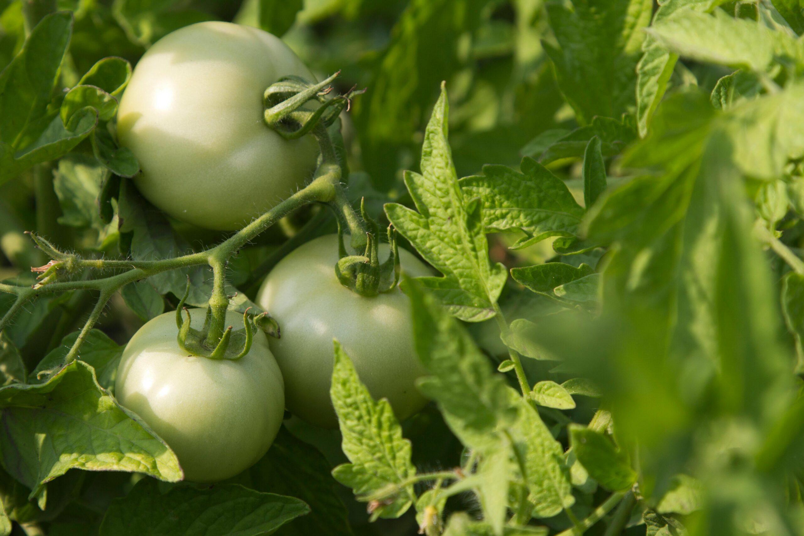 Courgettes et tomates vertes : duo de fin de saison