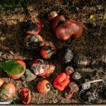 Maladies de la tomate Causes Symptomes Prevention Rotten tomatoes and vegetables in a garden illustrating decay.
