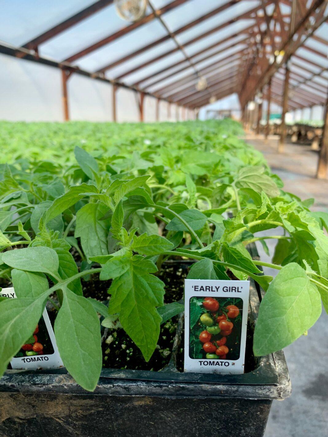 Close-up of 'Early Girl' tomato plants growing in an indoor greenhouse setting.