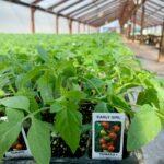 Taille et Saluxage des Tomates Comment Former les Buissons pour Plus de Recoltes Close-up of 'Early Girl' tomato plants growing in an indoor greenhouse setting.