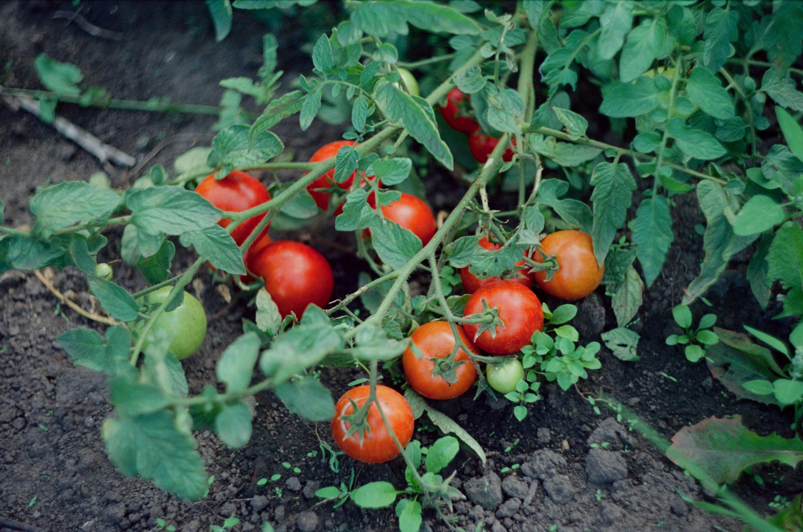 Déterminées,indéterminées,cerises : pas toutes logées à la même grappe