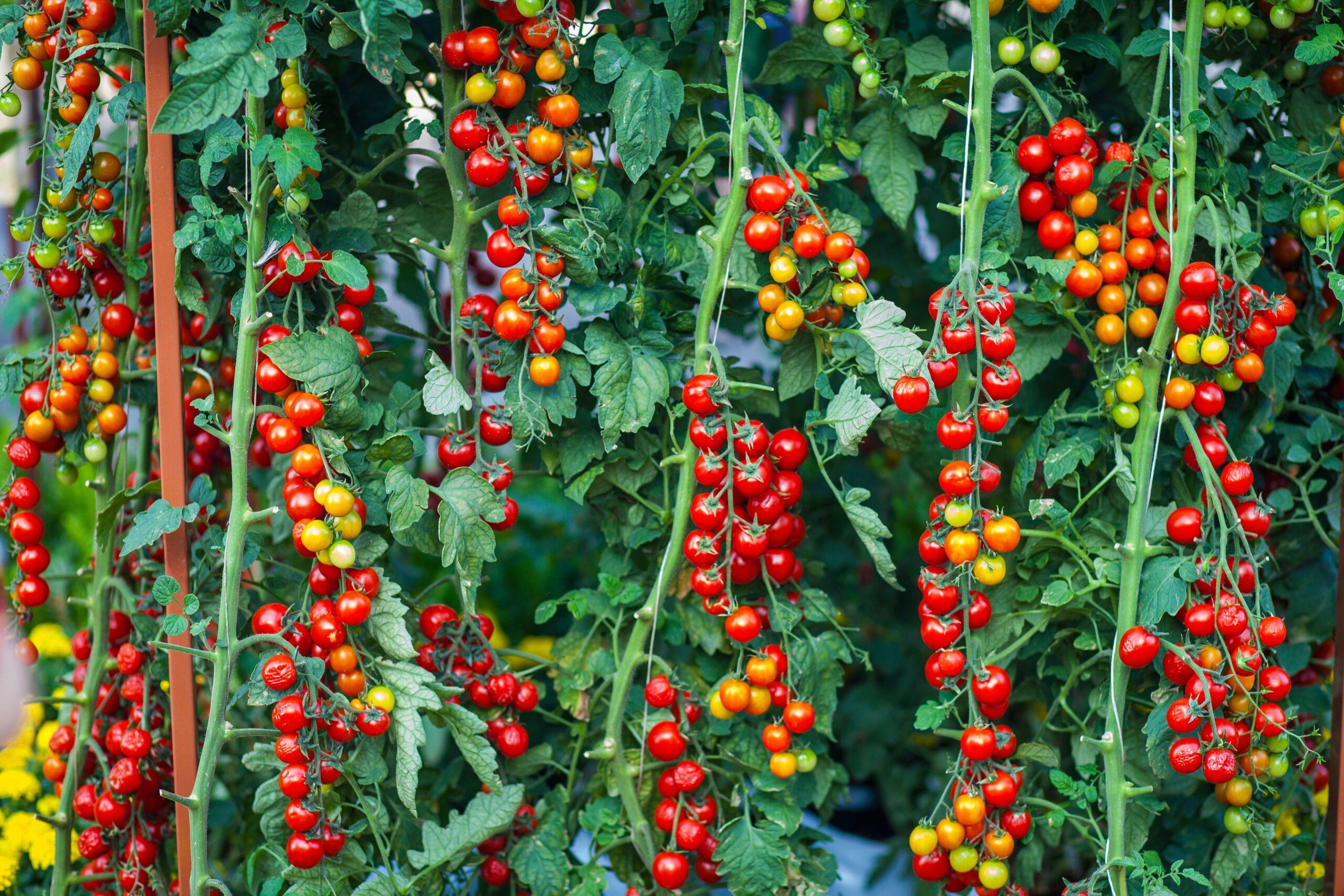 En serre, la tomate prend ses aises… et il faut la recadrer