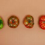Rotation des cultures des tomates apres tomates et bons predecesseurs Four heirloom tomatoes showing stages of ripeness on an orange background.