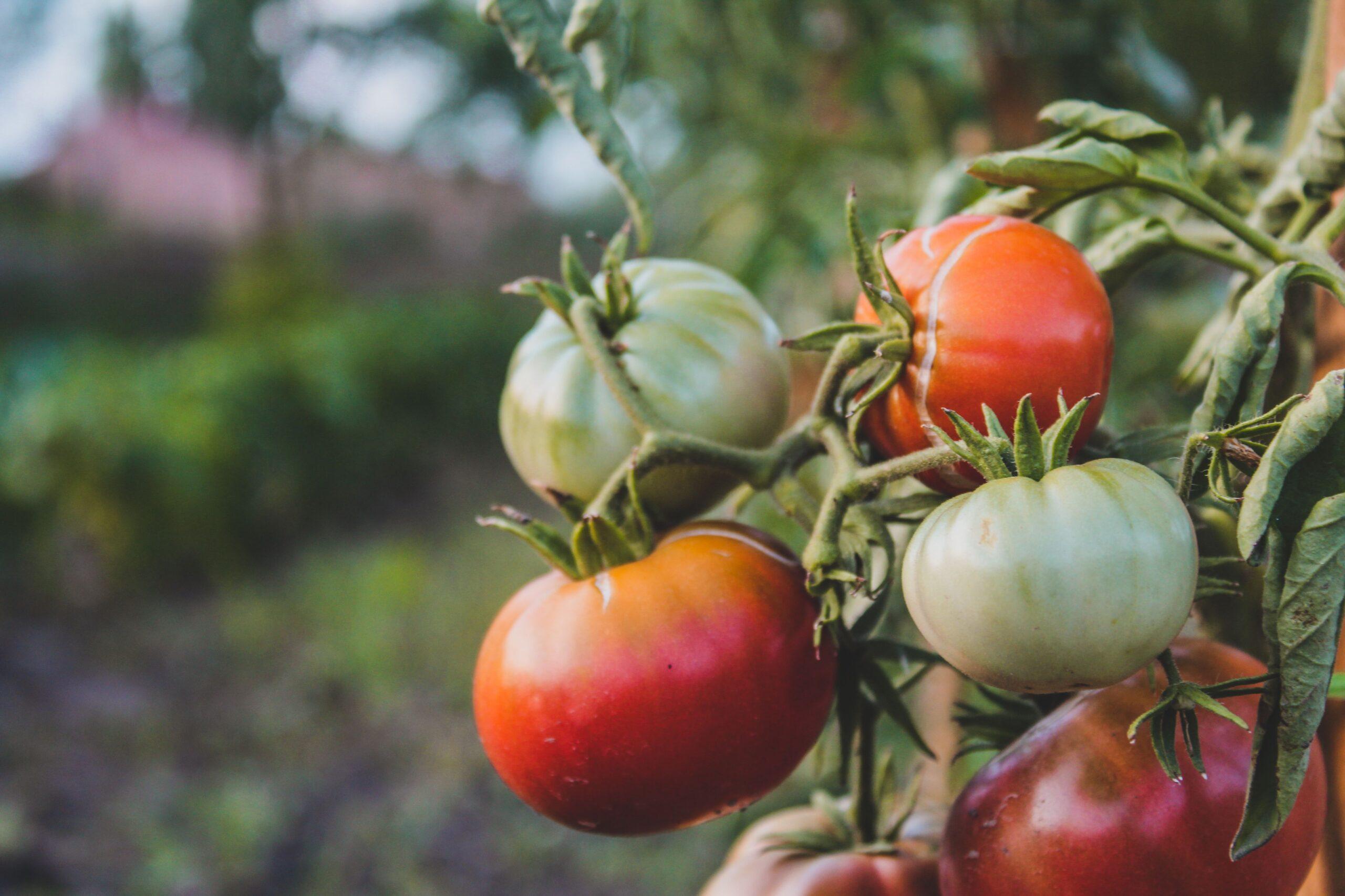 Après les tomates, le potager change de culture
