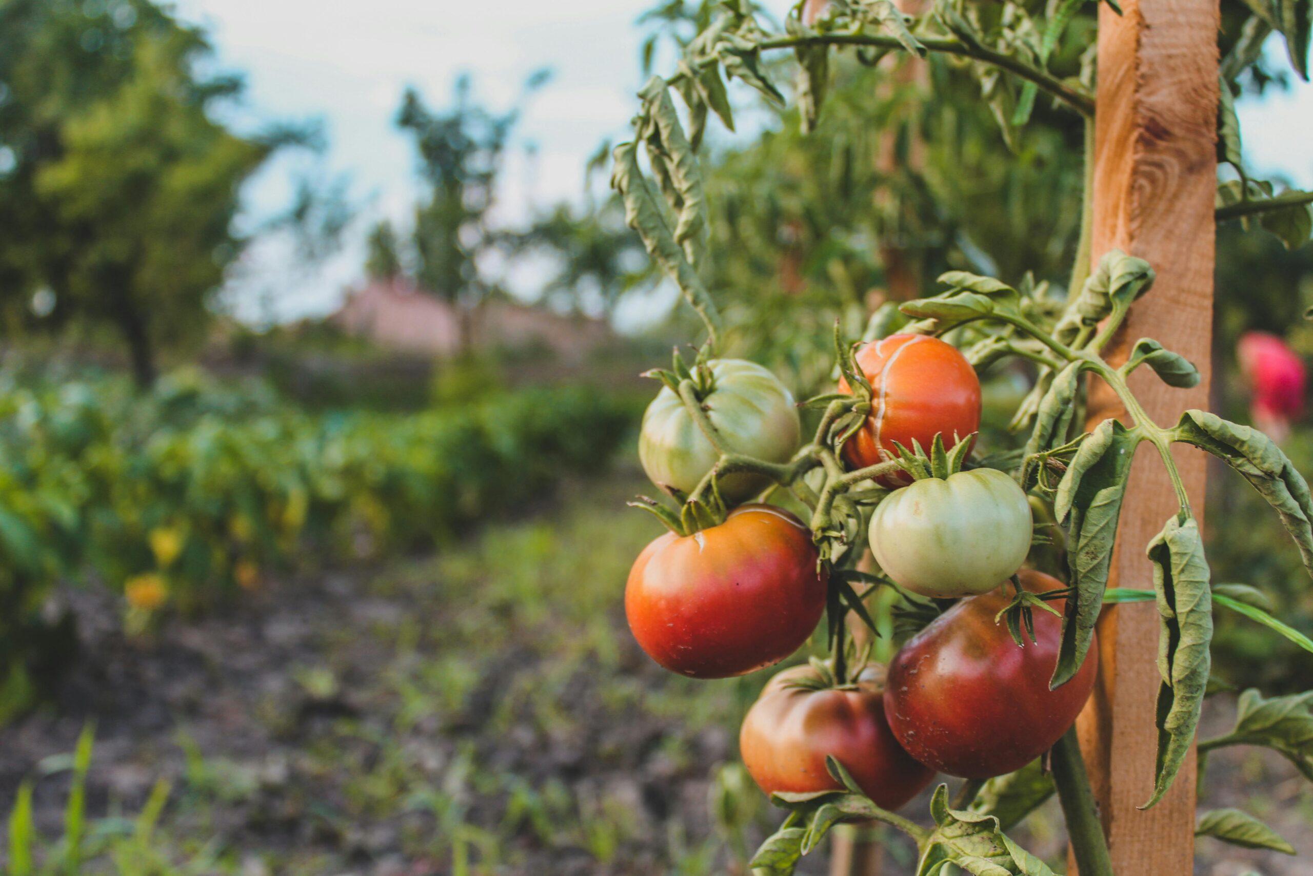Tomates trois ans de suite ? Mauvaise pioche