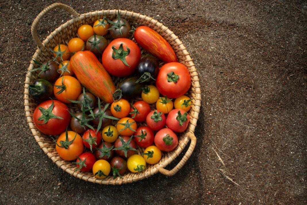 A vibrant collection of heirloom tomatoes in a wicker basket on soil. Perfect for organic and healthy eating themes.