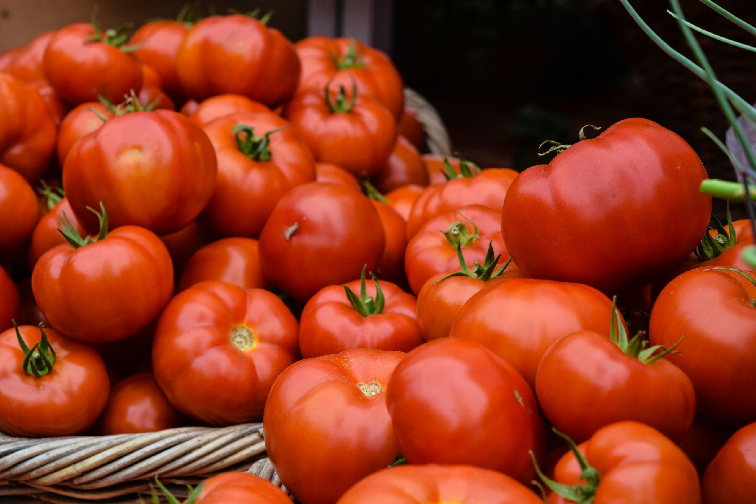 Des tomates qui montent au ciel… ou restent sages