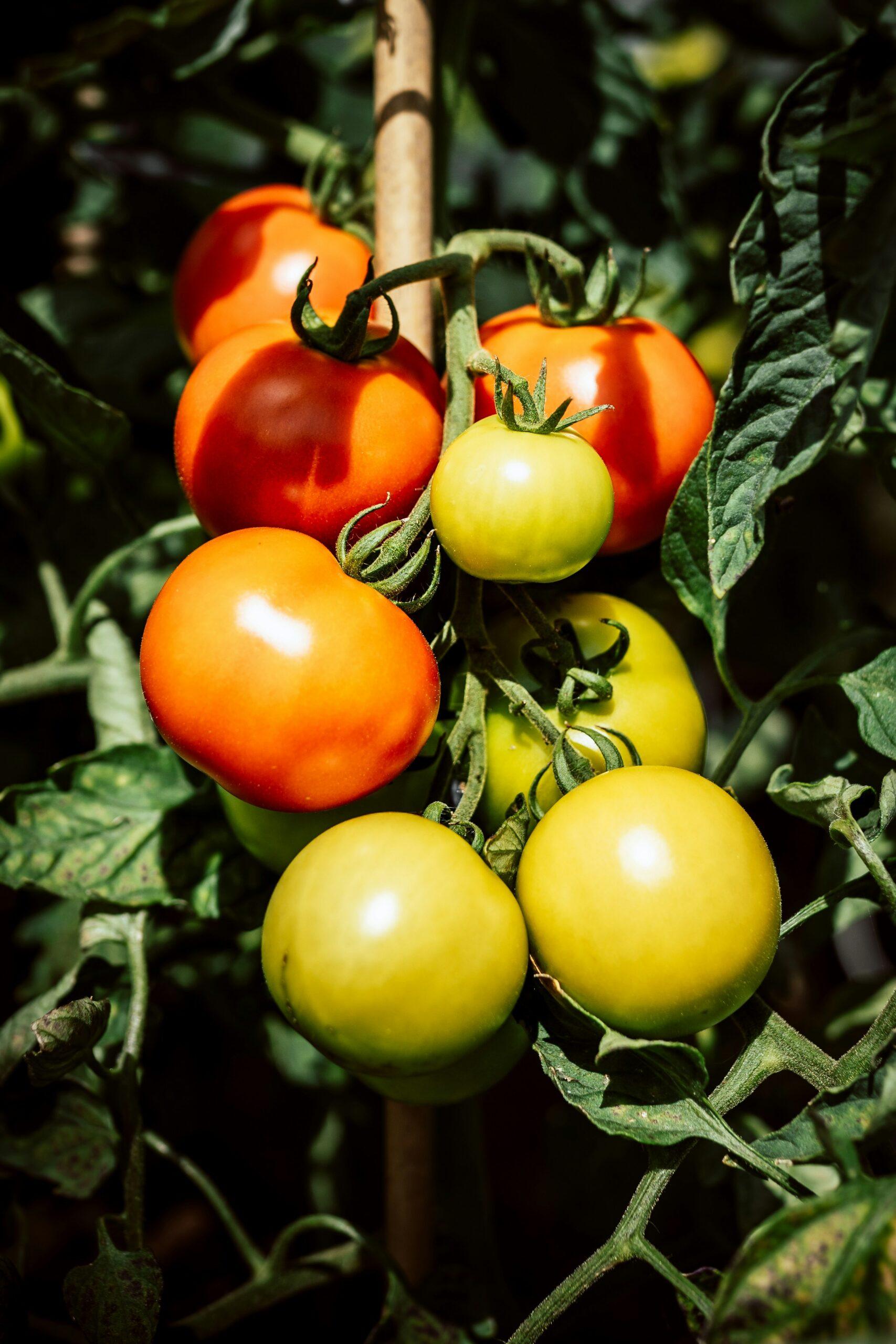 Petits gabarits, grosses récoltes : les tomates déterminées