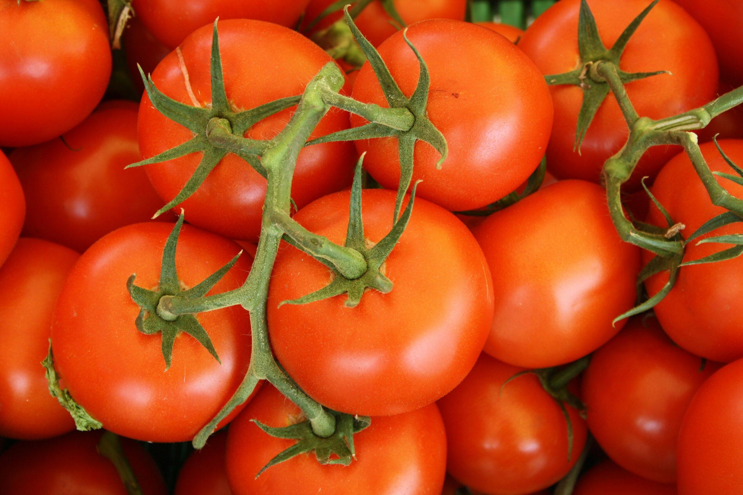 Tomates en hauteur ou en format poche : choisir la bonne croissance, sans se planter