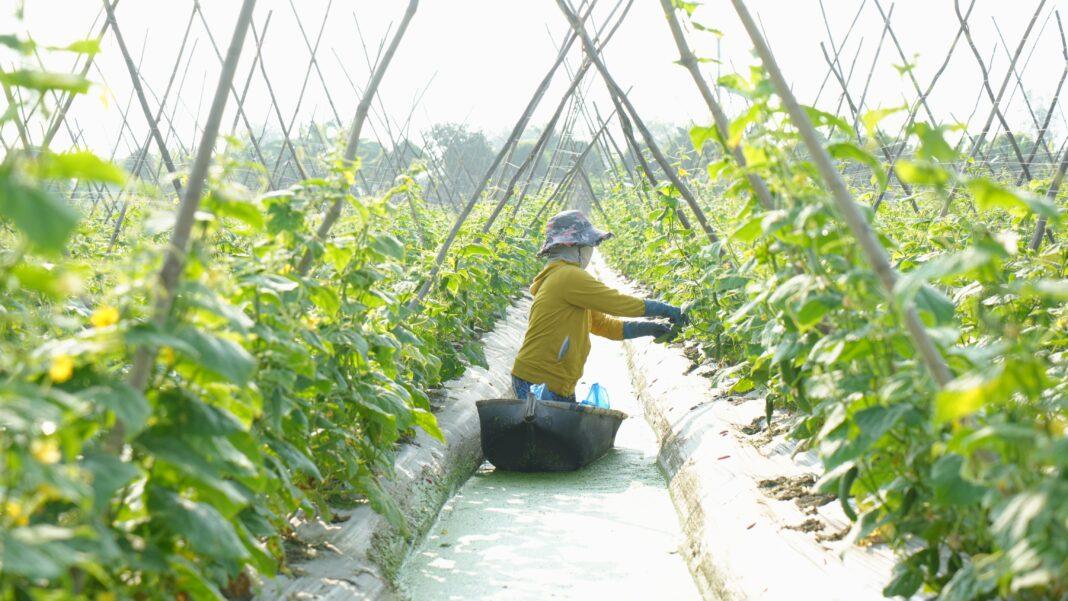 A farmer working in a lush green vegetable field with trellises, under bright sunlight.