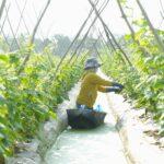 Formation des concombres sur treillis: guide complet pour récolte abondante et jardin compact A farmer working in a lush green vegetable field with trellises, under bright sunlight.