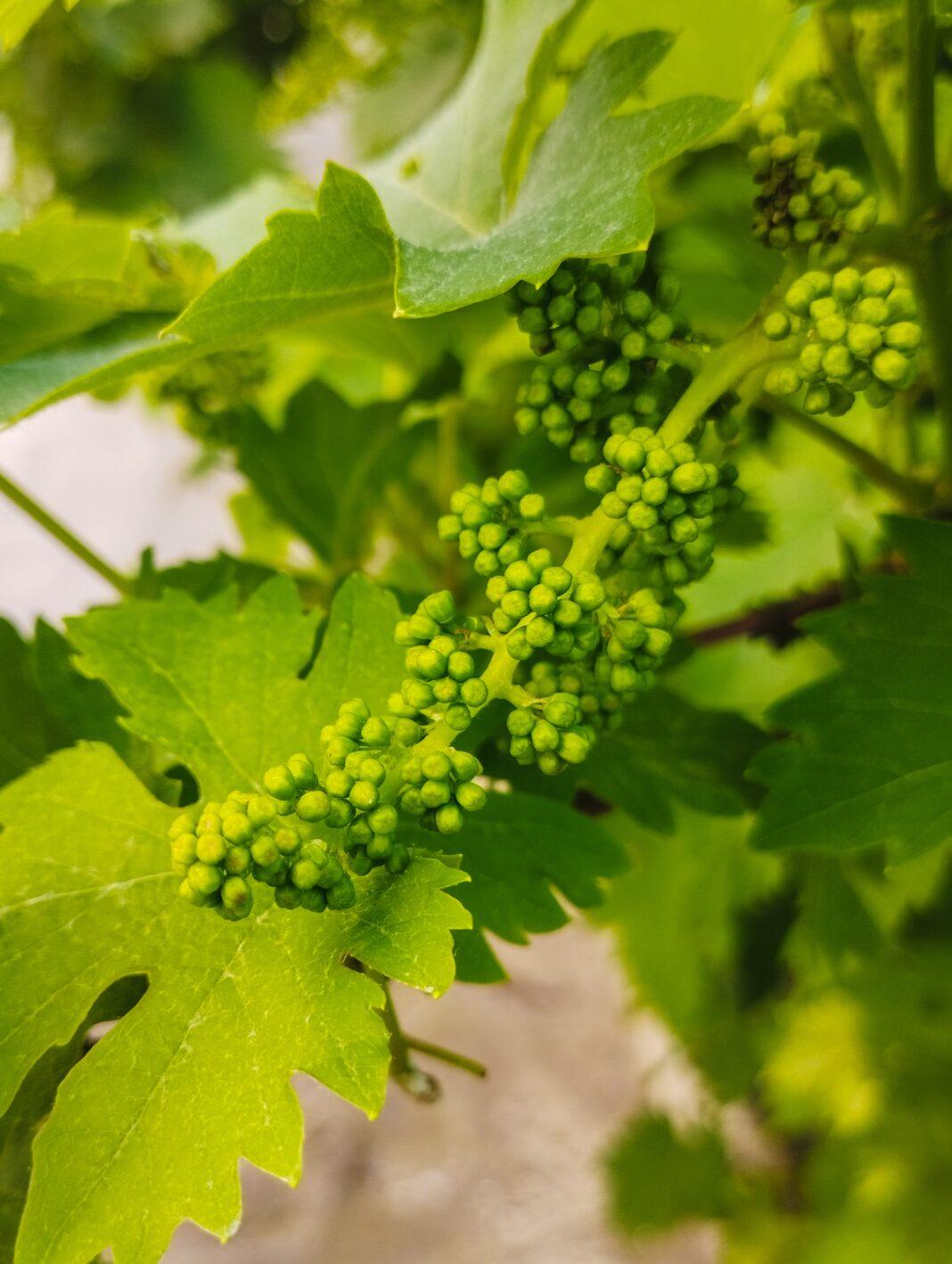 Vibrant close-up of unripe green grapes on a grapevine with lush green leaves.